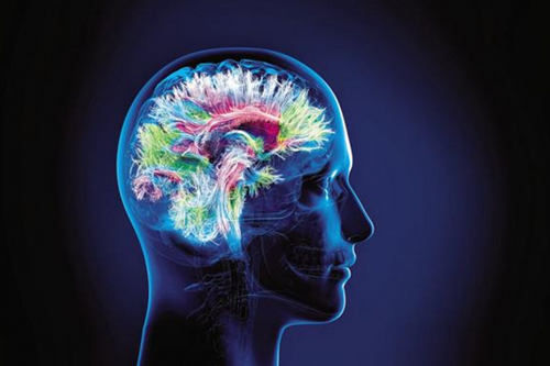 IA et cerveau Humain
